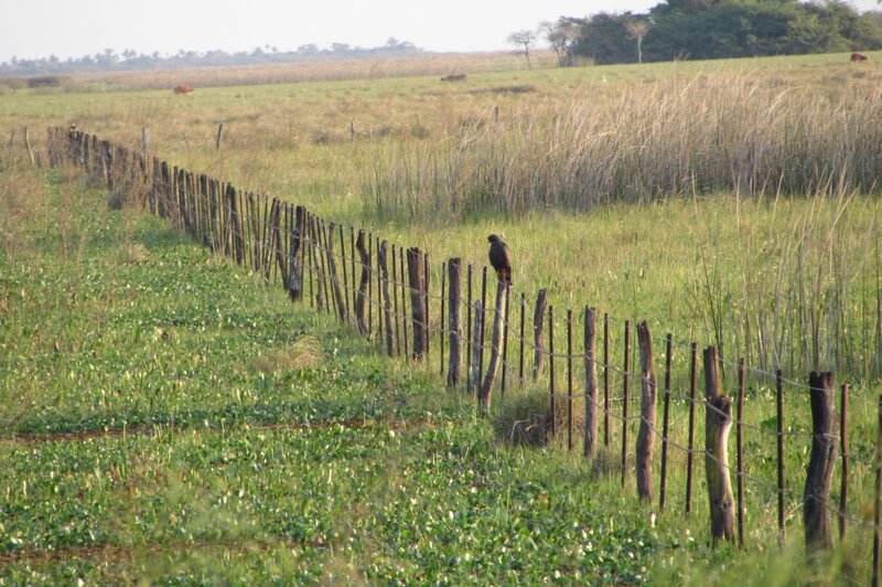 Bird on Fence Post — Green, Serene