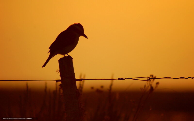 Bird on Fence Post — Orange, Serene