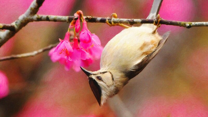 Bird on Flower Branch — Pink, Serene