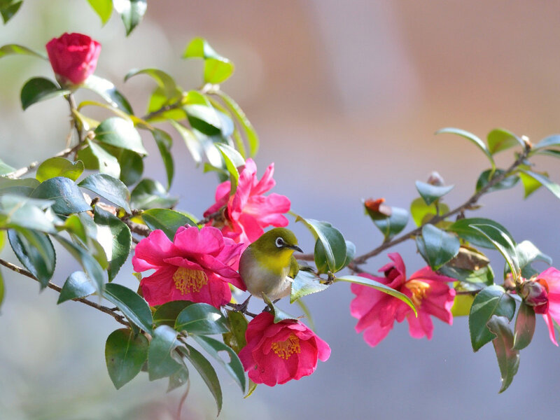Bird on Flower Branch — Pink