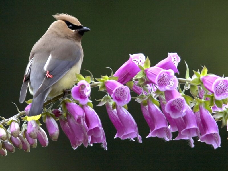 Bird on Flower Branch — Purple, Calm