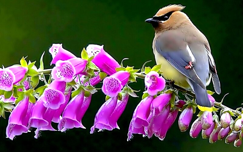 Bird on Flower Branch — Purple