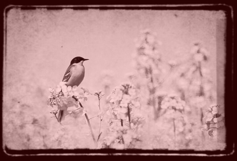 Bird on Flower Branch — Sepia