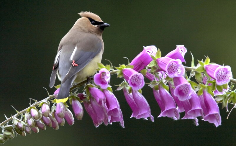 Bird on Flower Branch