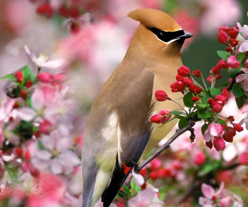 bird on flowering branch