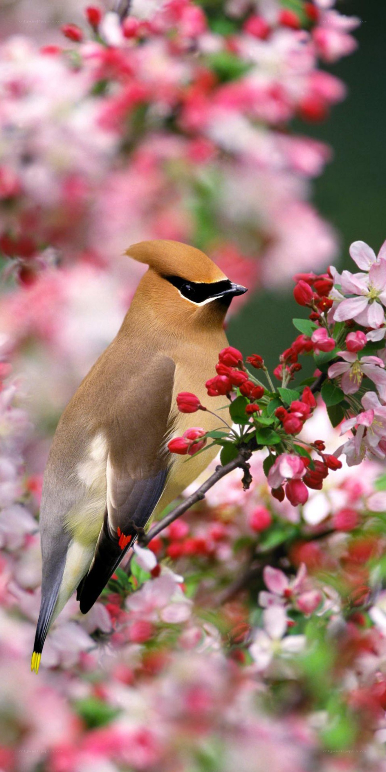 bird on flowering branch