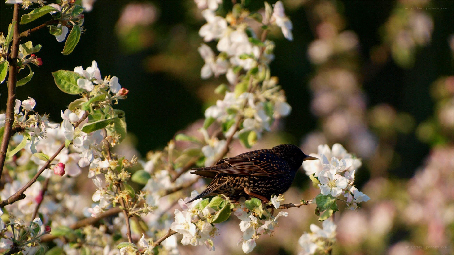 bird on flowering branch