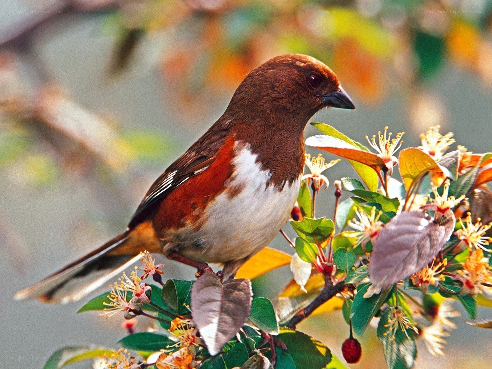bird on flowering branch