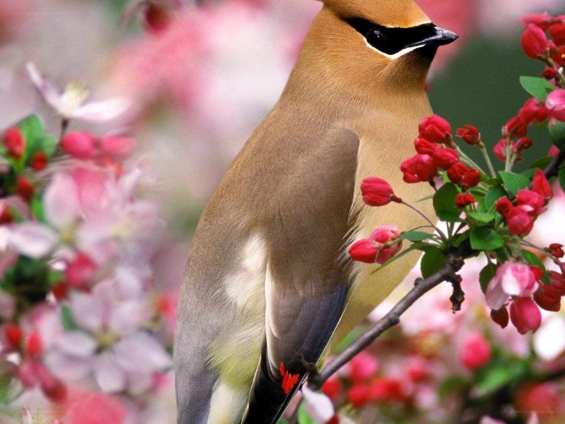bird on flowering branch
