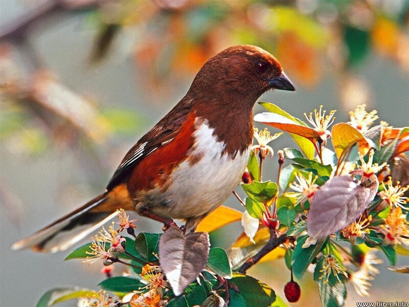 bird on flowering branch