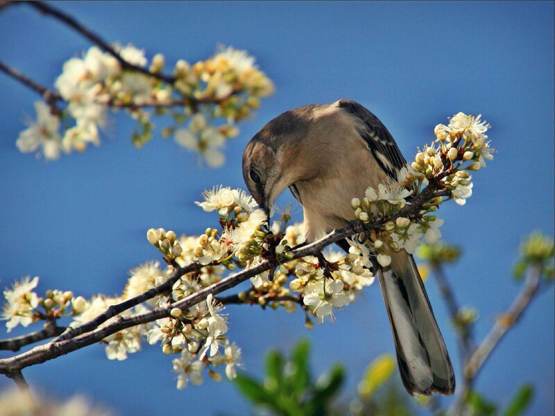 Bird on Flowering Branch — Blue, Serene, Spring