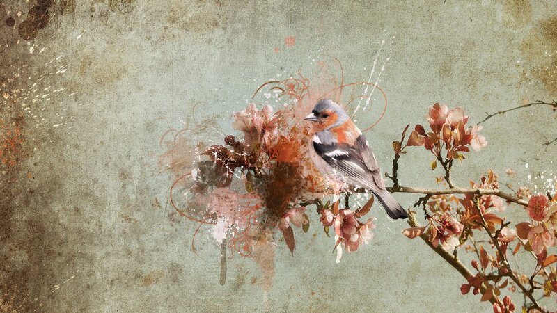 Bird on Flowering Branch — Gray
