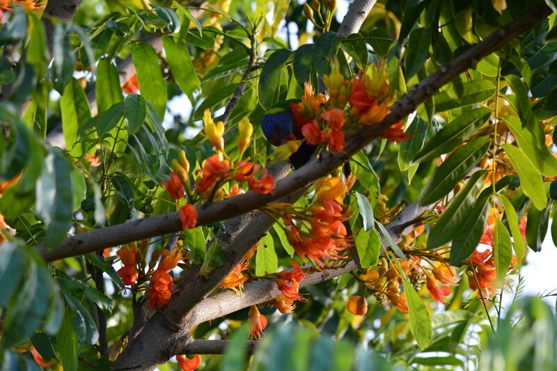 Bird on Flowering Branch — Green, Natural