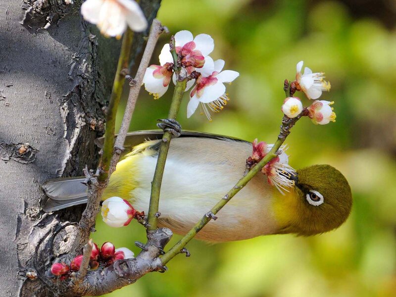 Bird on Flowering Branch — Green, Serene, Spring, Photograph, Flowers