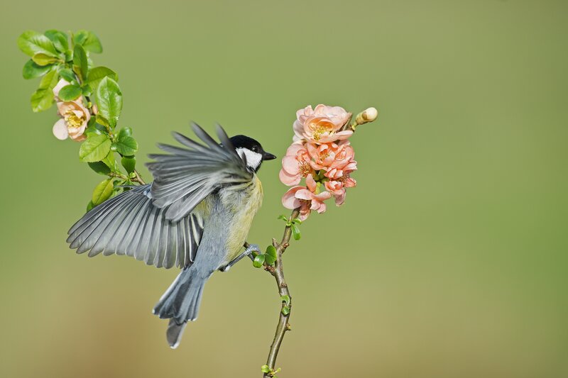 Bird on Flowering Branch — Green, Serene, Spring, Photograph