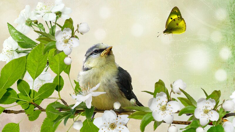 Bird on Flowering Branch — Green, Serene