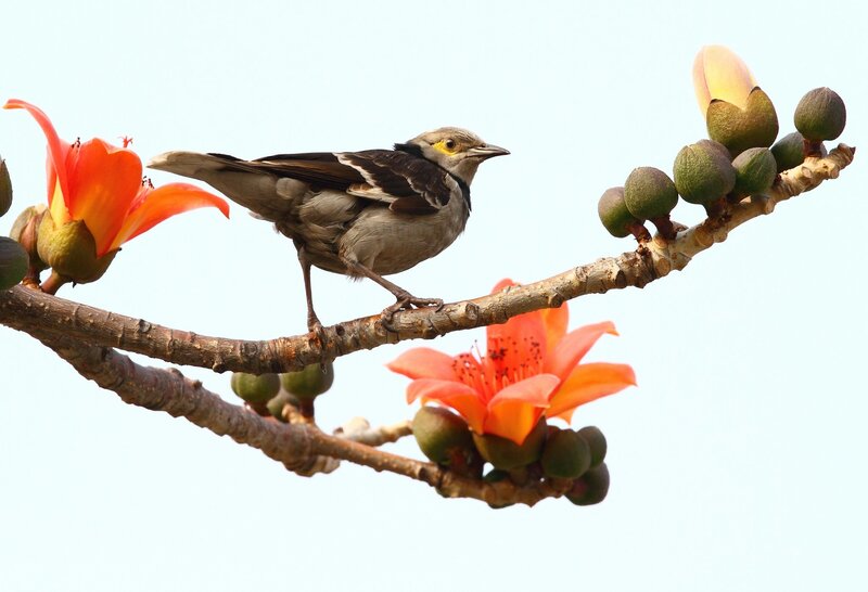 Bird on Flowering Branch — Orange