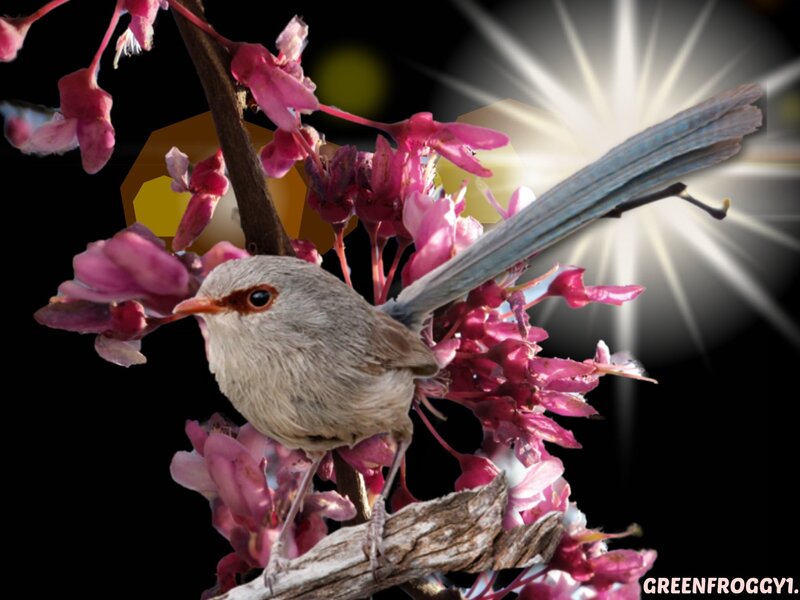 Bird on Flowering Branch — Pink, Dramatic