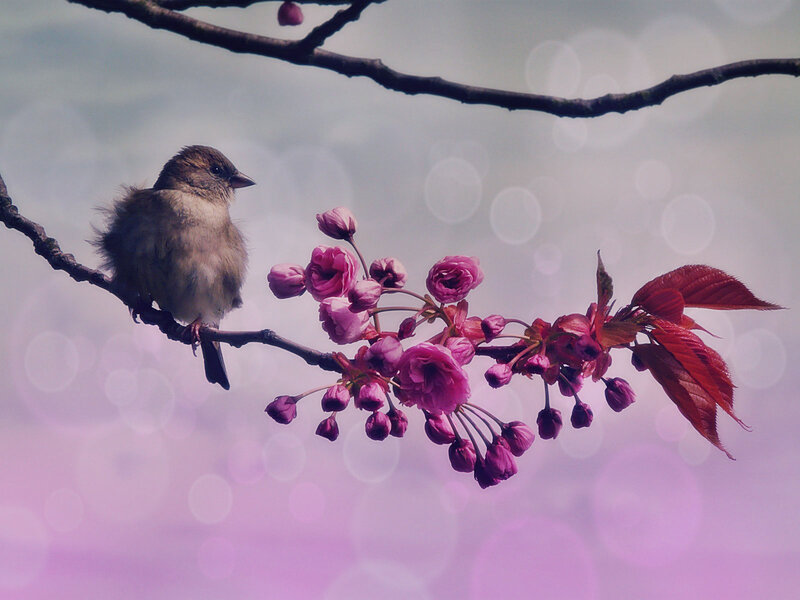 Bird on Flowering Branch — Pink, Serene, Spring, Photograph, Flowering Branch