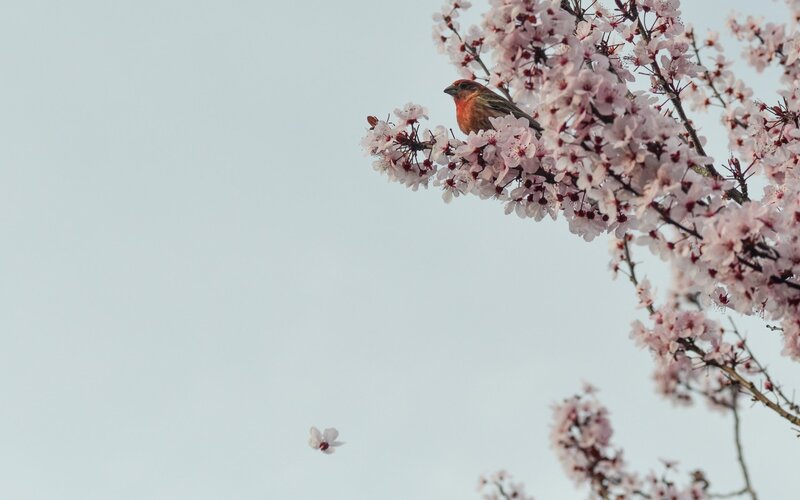 Bird on Flowering Branch — Pink, Serene, Spring, Photograph, Flowers