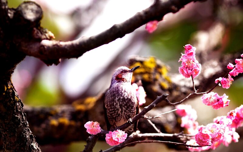 Bird on Flowering Branch — Pink, Serene, Spring, Photograph