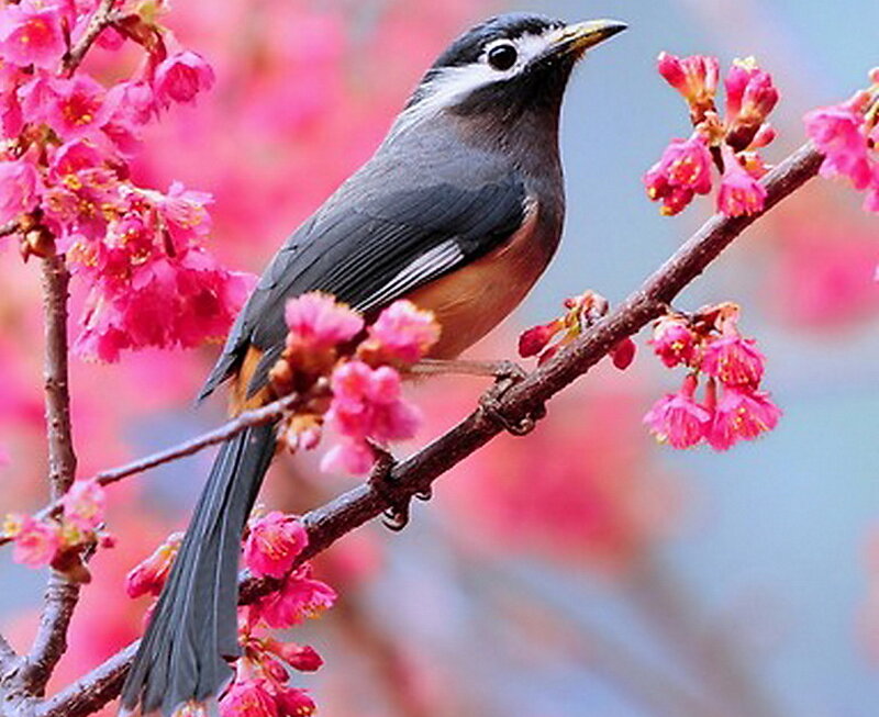 Bird on Flowering Branch — Pink, Serene