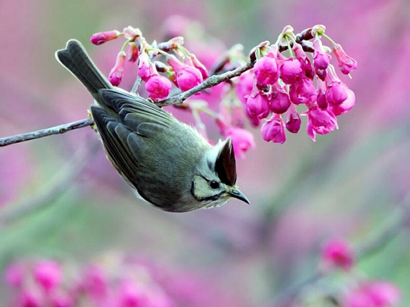 Bird on Flowering Branch — Pink