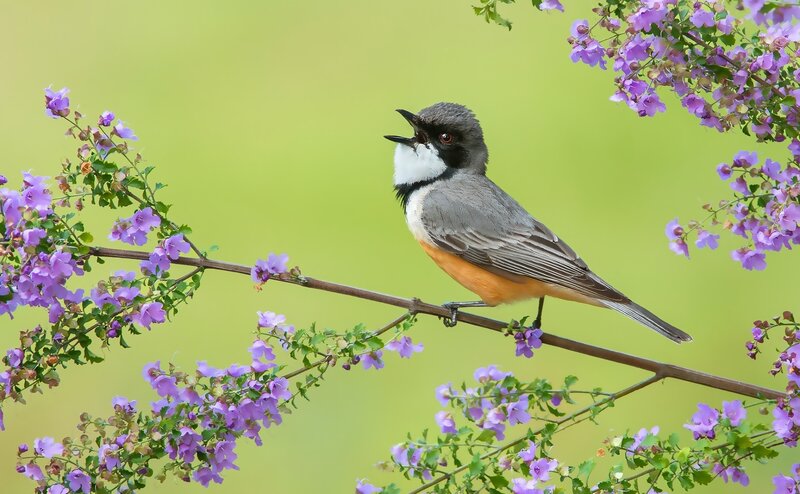 Bird on Flowering Branch — Purple