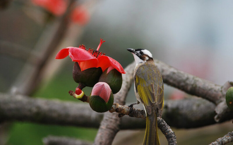 Bird on Flowering Branch — Red, Calm