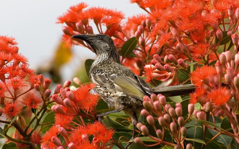 Bird on Flowering Branch — Red, Natural