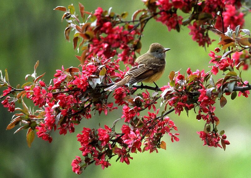 Bird on Flowering Branch — Red