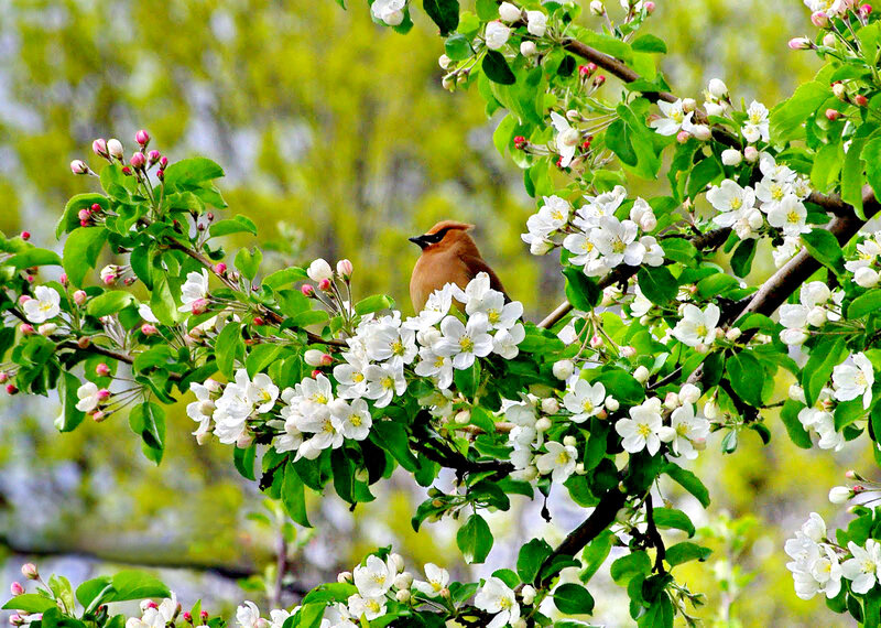 Bird on Flowering Branch — White, Serene, Spring, Photograph, Flowers