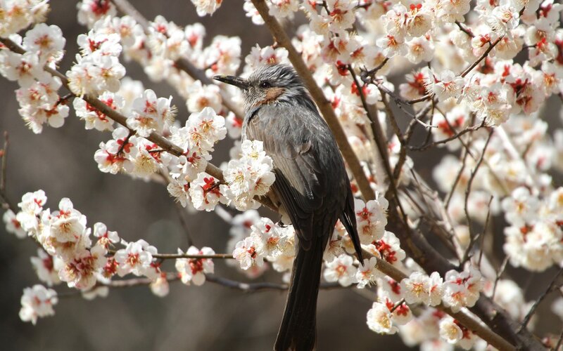 Bird on Flowering Branch — White, Serene, Spring, Photograph