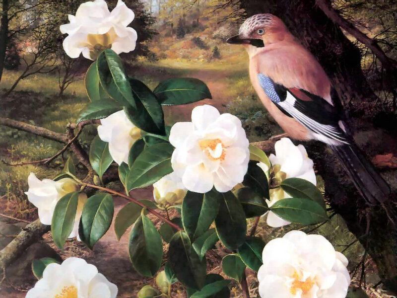 Bird on Flowering Branch — White, Serene, Spring