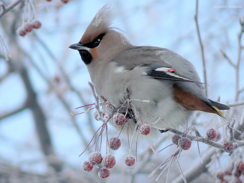 Bird on Frosty Branch — Gray