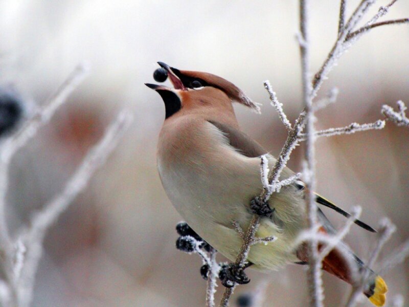 Bird on Frosty Branch