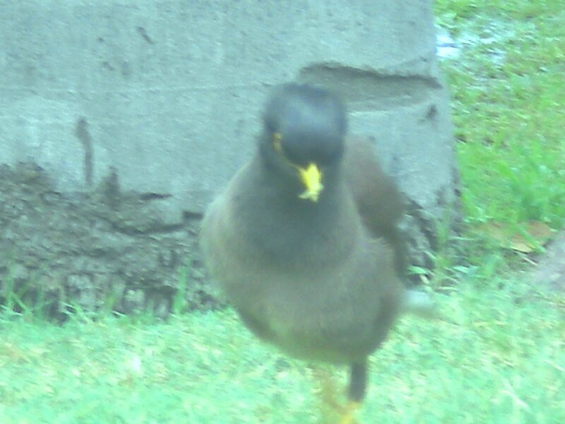bird on grass near tree