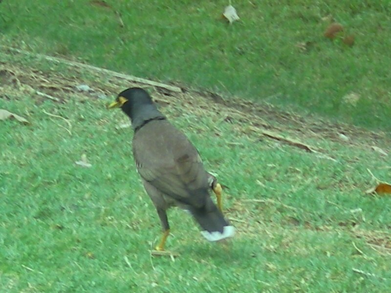 bird on grassy ground