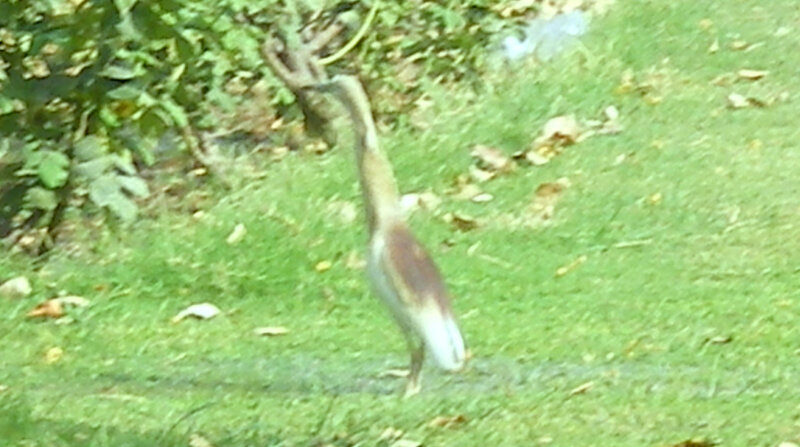 bird on grassy lawn