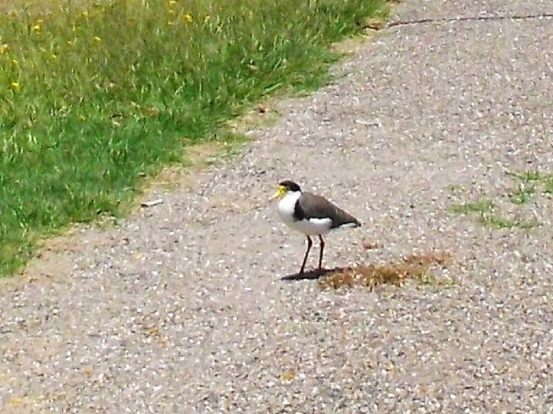 Bird on Gravel Path