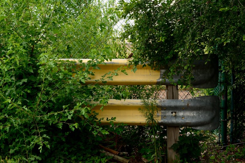 Bird on Guardrail