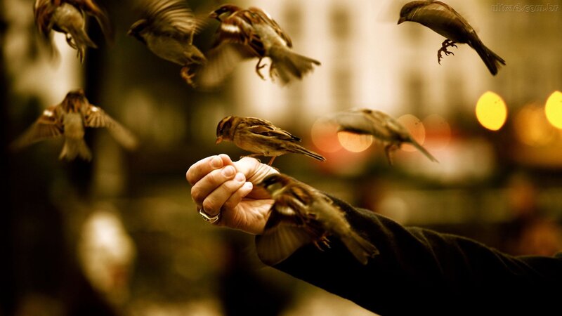 Bird on Hand — Brown