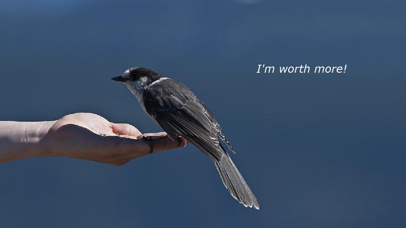 Bird on Hand