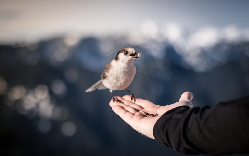 Bird on Hand — White