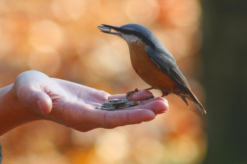Bird on Hand with Seeds