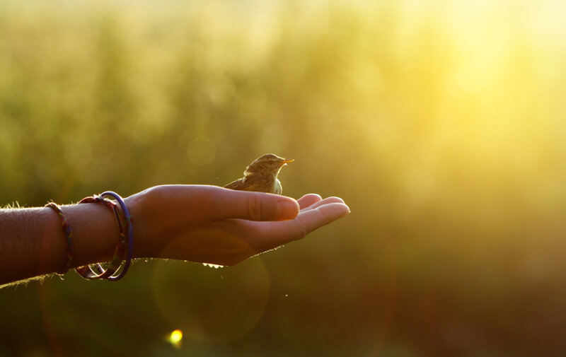 Bird on Hand — Yellow