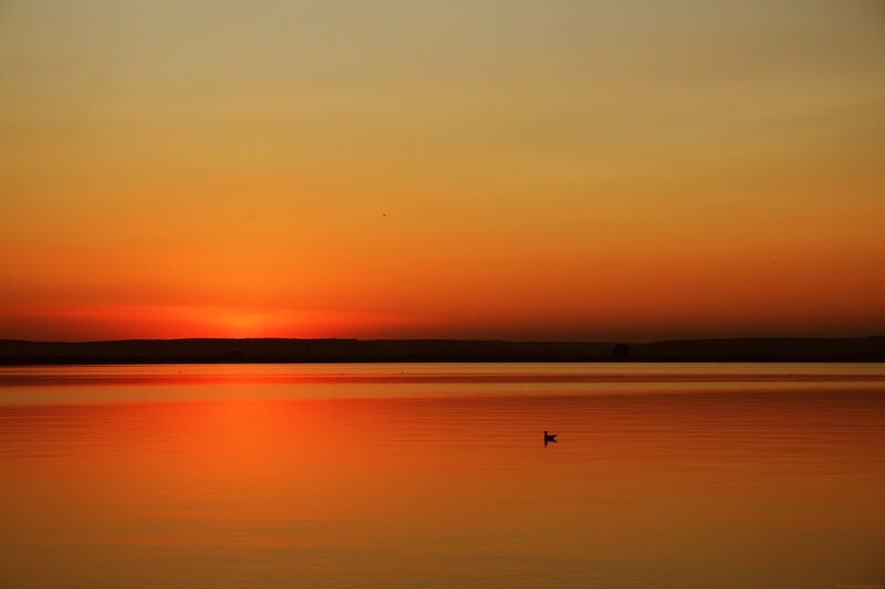 Bird on Lake at Sunset