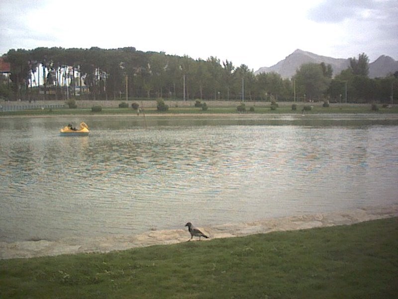 Bird on Lake Shore