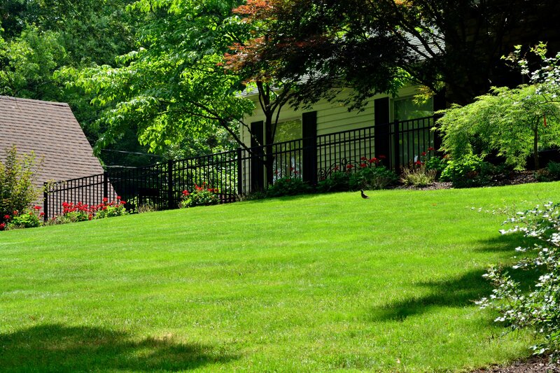 Bird on Lawn