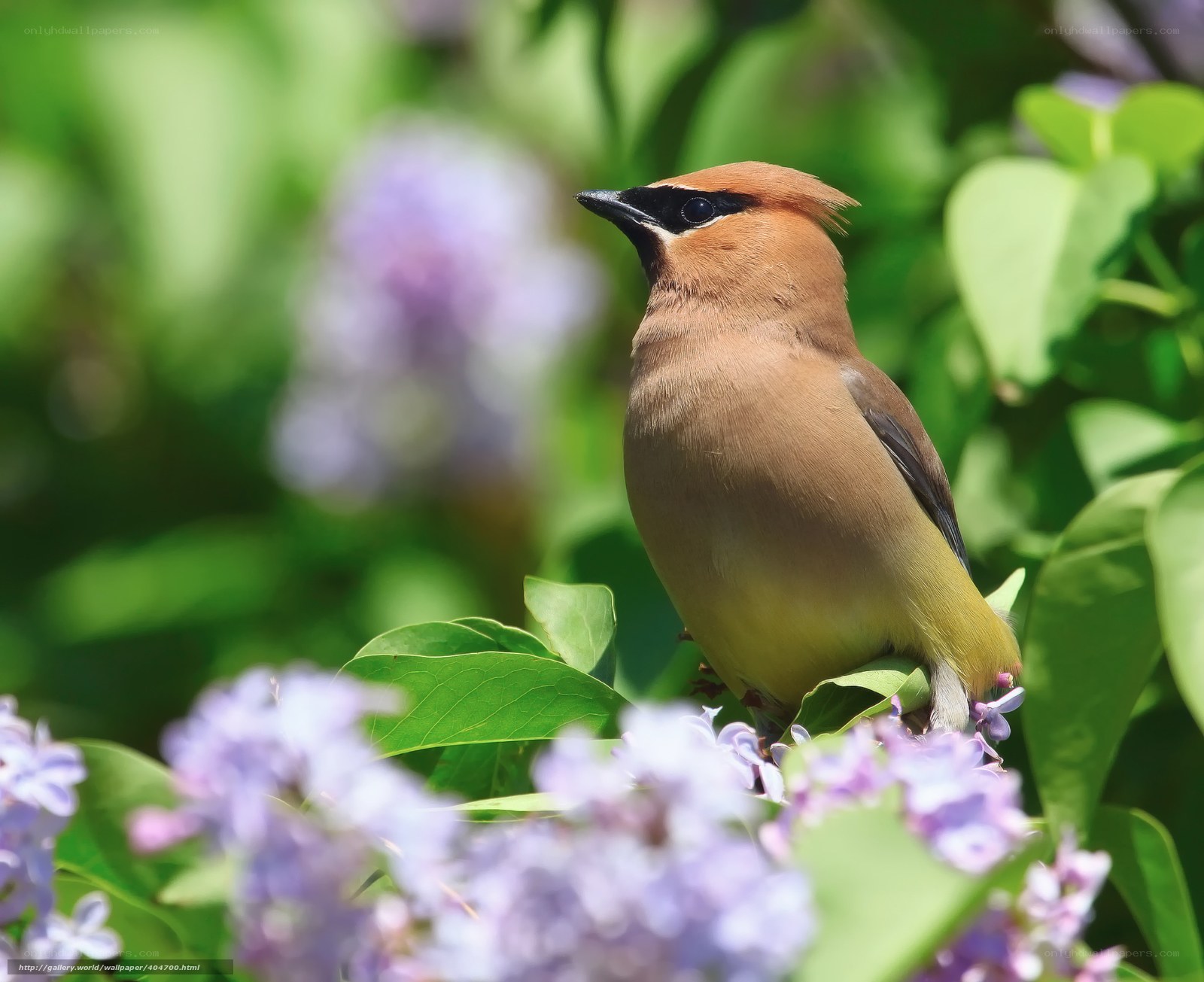 bird on lilac bush
